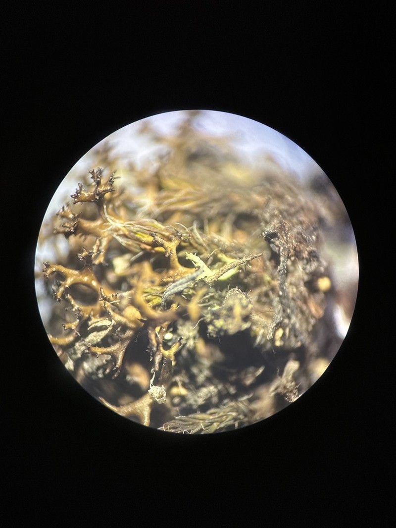 Wreath Lichen photo 4