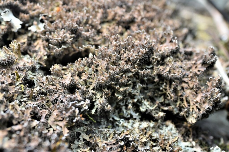 Wreath Lichen photo 5