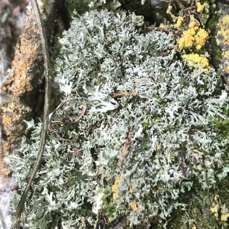 Wreath Lichen photo 6