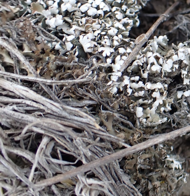 Wreath Lichen photo 7