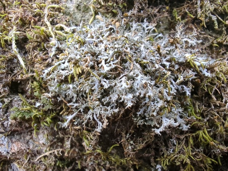 Wreath Lichen photo 8