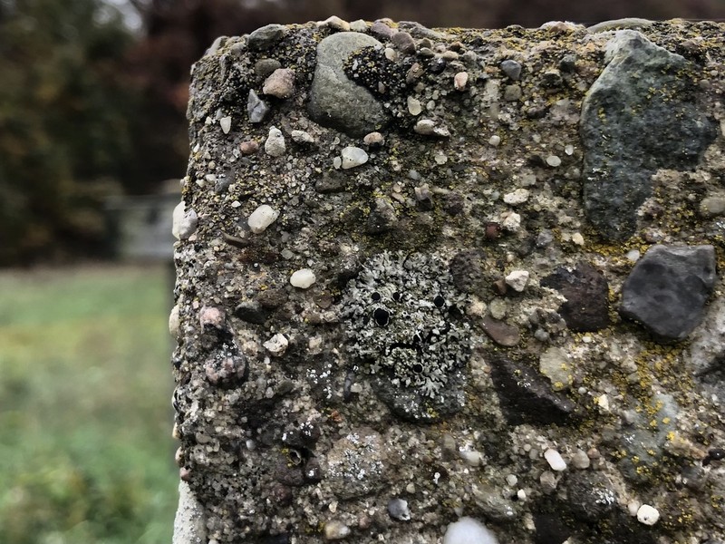 Phaeophyscia decolor