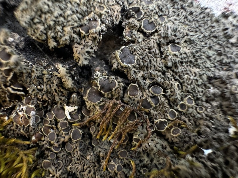 Phaeophyscia decolor photo 2