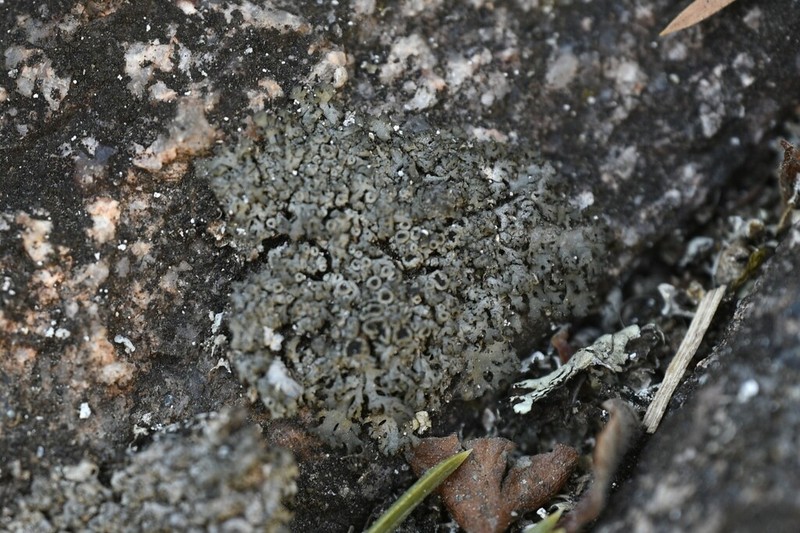 Phaeophyscia decolor photo 3