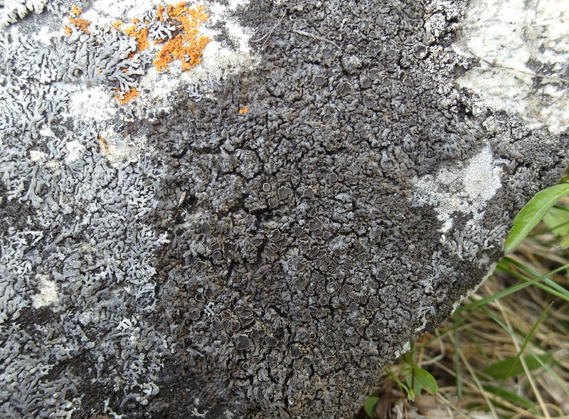 Phaeophyscia decolor photo 4
