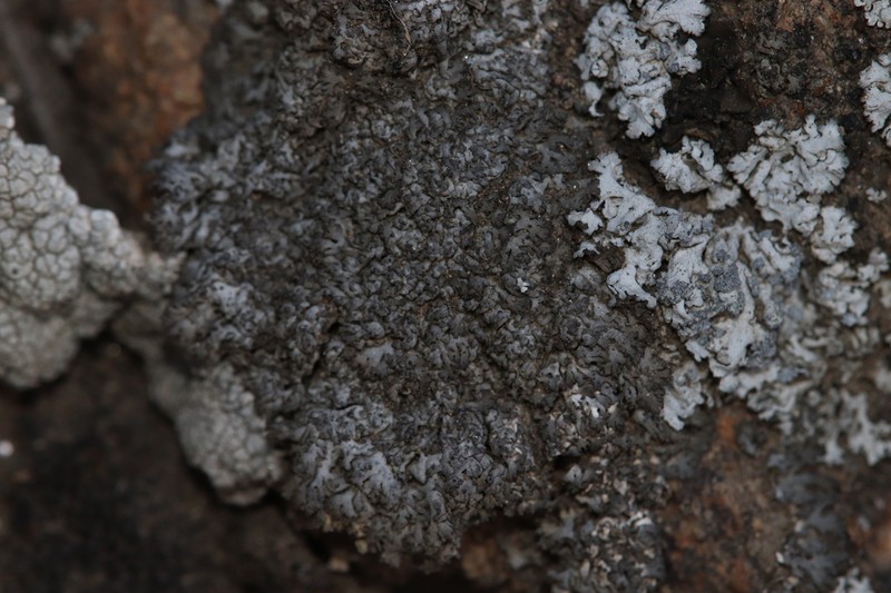 Phaeophyscia decolor photo 5