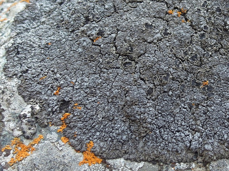 Phaeophyscia decolor photo 6