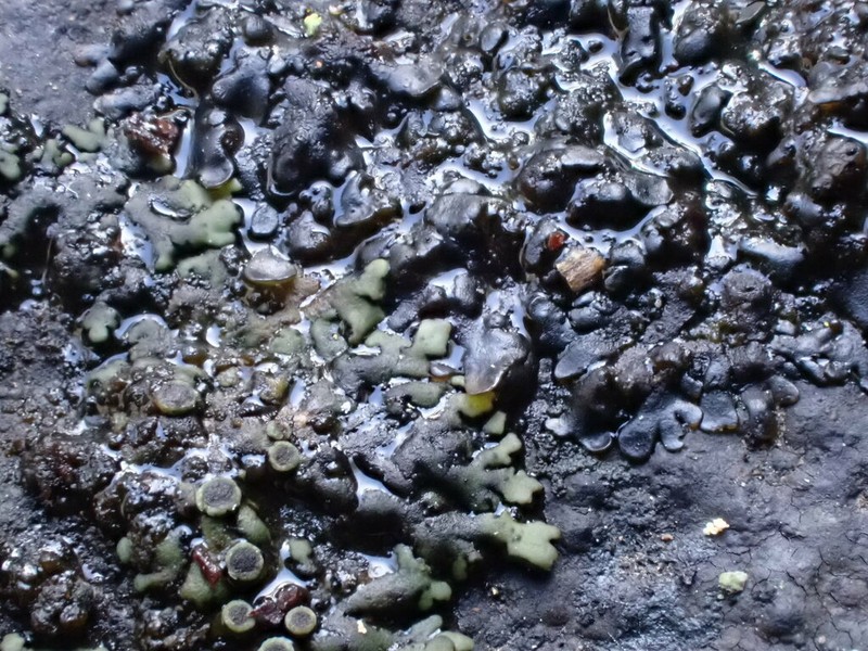 Phaeophyscia decolor photo 7