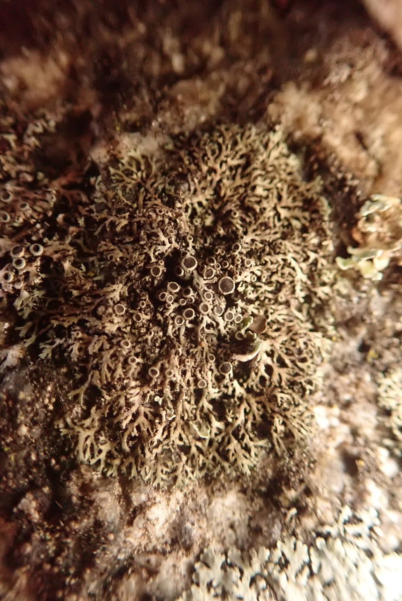 Phaeophyscia decolor photo 8