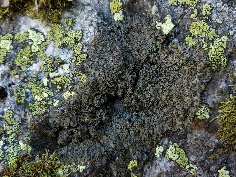 Wreath Lichen