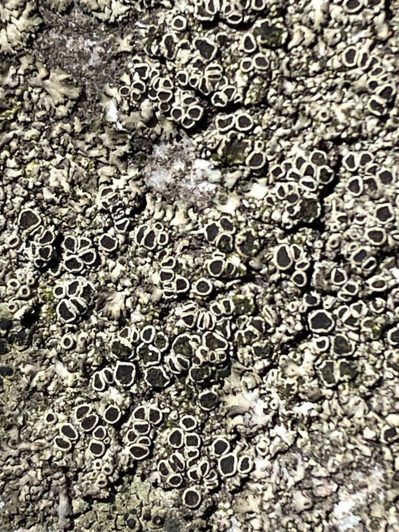 Wreath Lichen photo 2