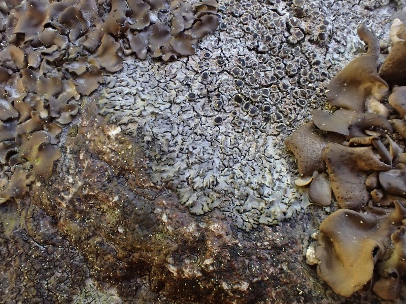 Wreath Lichen photo 3