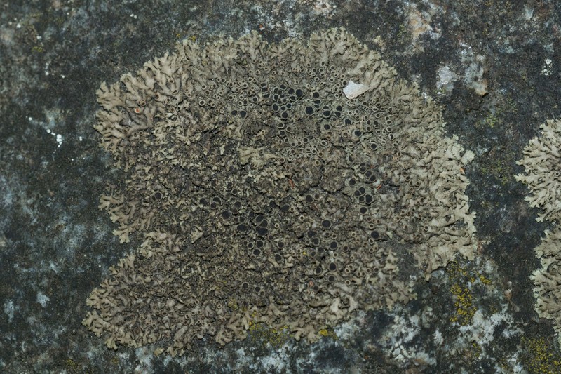Wreath Lichen photo 4
