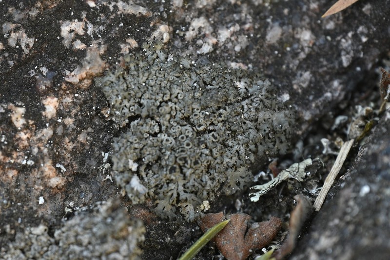 Wreath Lichen photo 5