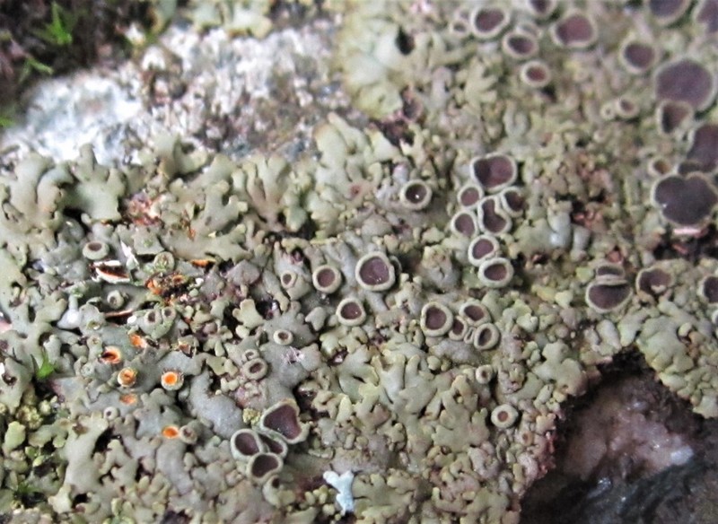 Wreath Lichen