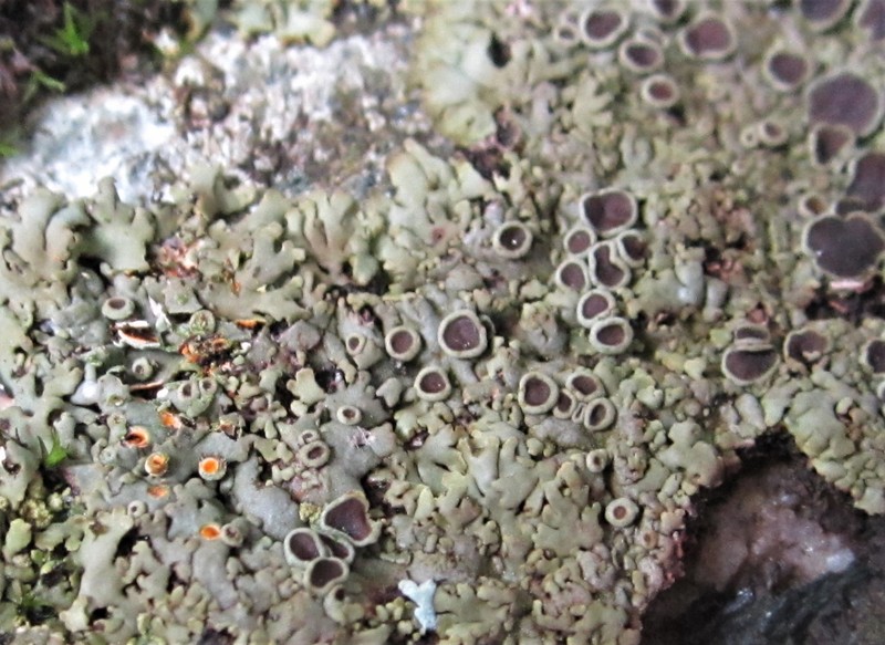 Wreath Lichen photo 2