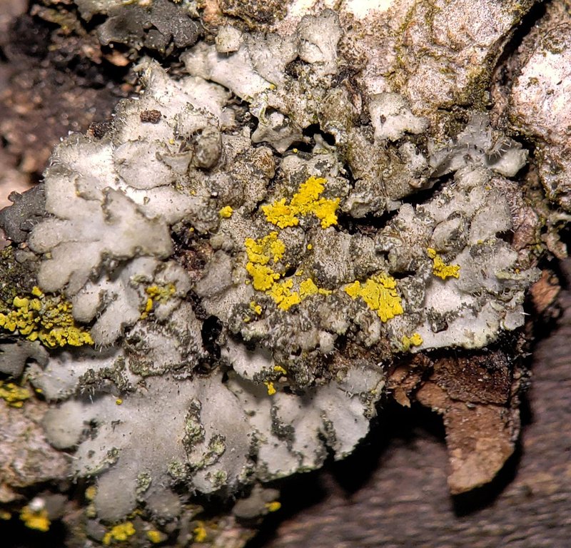 Hairy Wreath Lichen