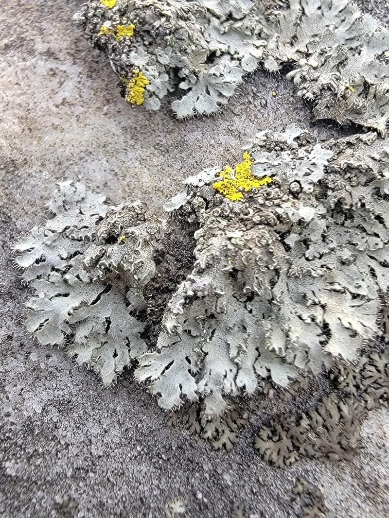 Hairy Wreath Lichen