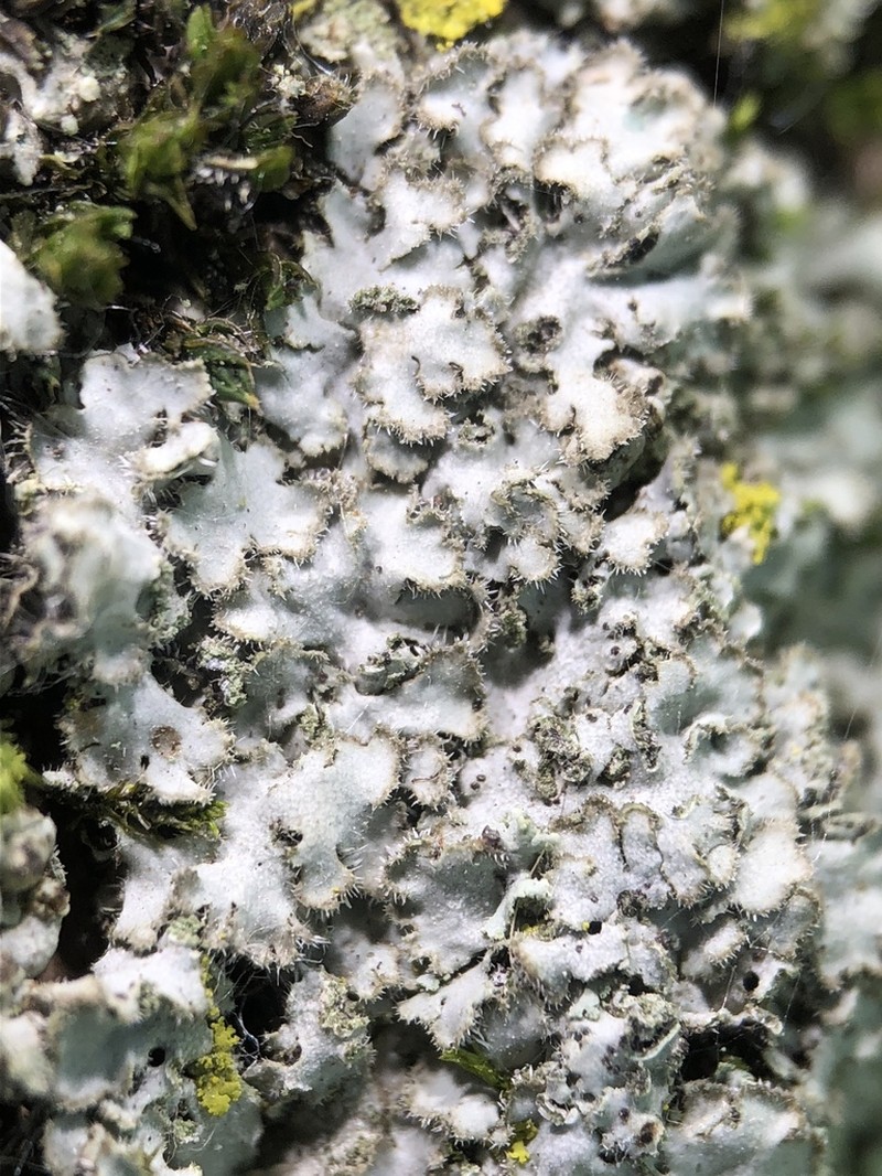 Hairy Wreath Lichen photo 2