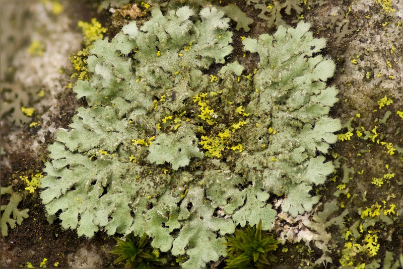 Hairy Wreath Lichen photo 4