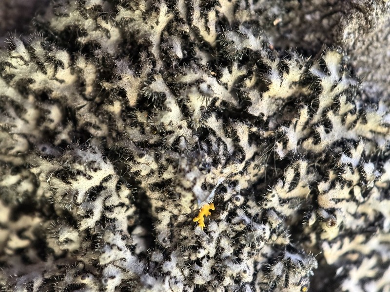 Hairy Wreath Lichen photo 5