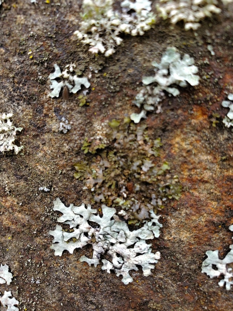 Hairy Wreath Lichen photo 6