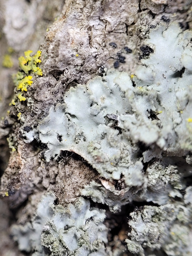 Hairy Wreath Lichen photo 7