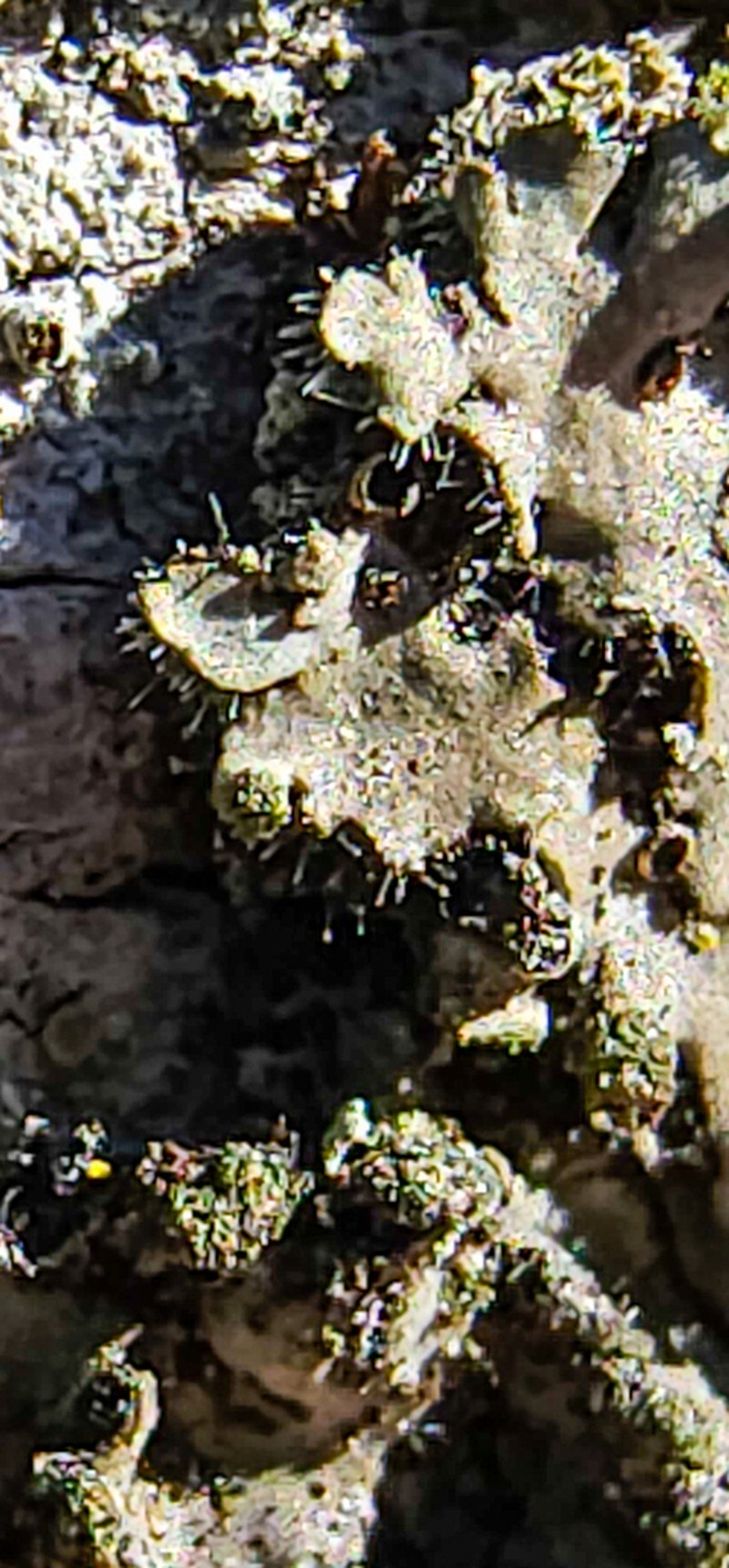 Hairy Wreath Lichen photo 8