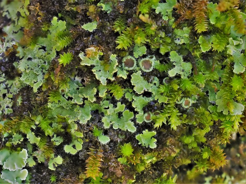 Wreath Lichen