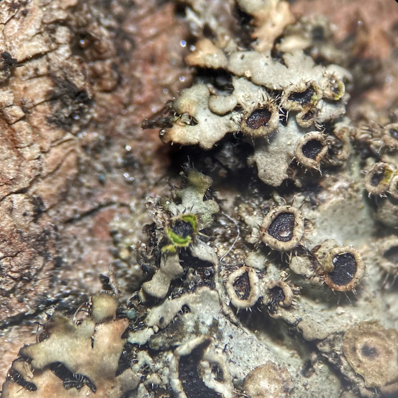Wreath Lichen