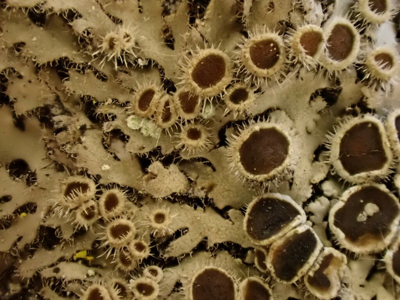 Wreath Lichen photo 2
