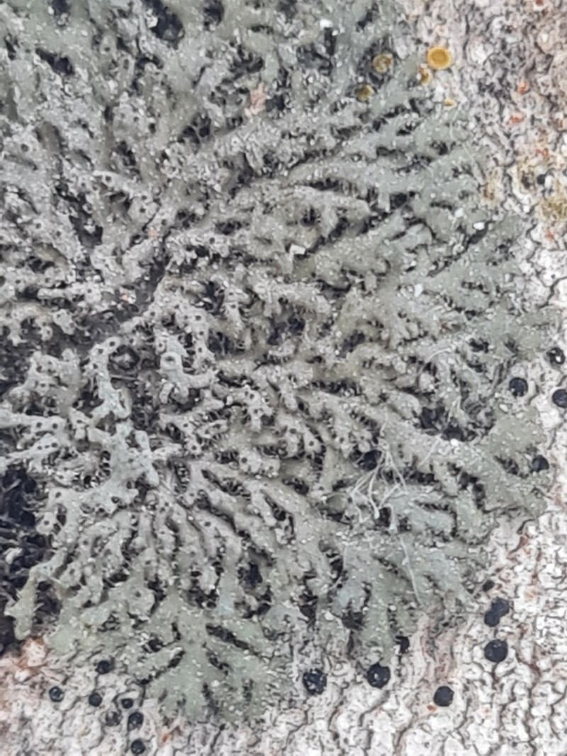 Wreath Lichen photo 3