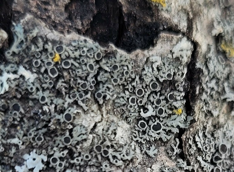 Wreath Lichen photo 4