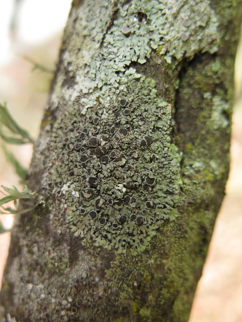 Wreath Lichen photo 5