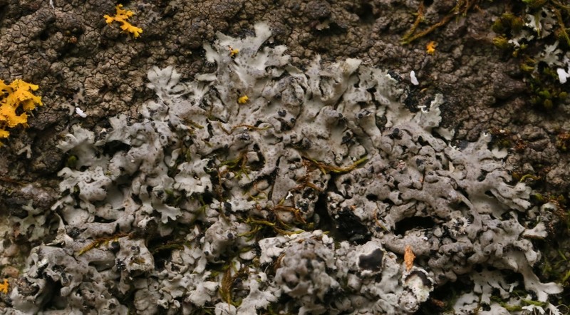 Wreath Lichen photo 6