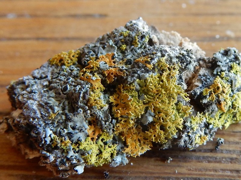 Wreath Lichen photo 7