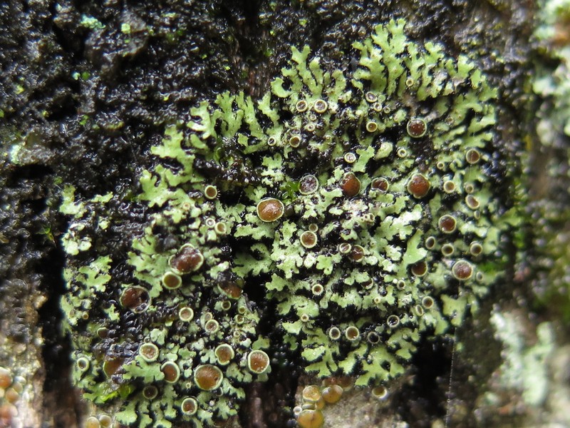 Wreath Lichen photo 8