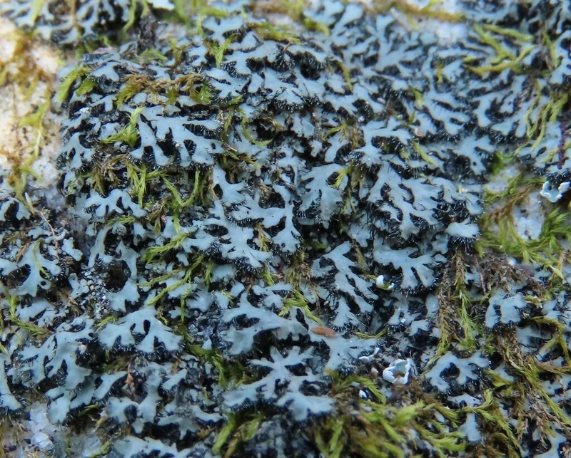 Hispid Wreath Lichen