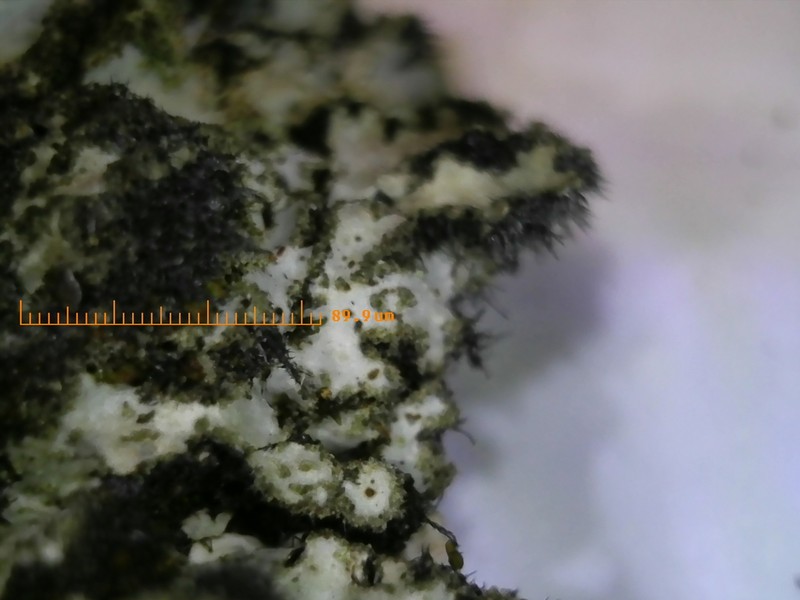 Hispid Wreath Lichen photo 2