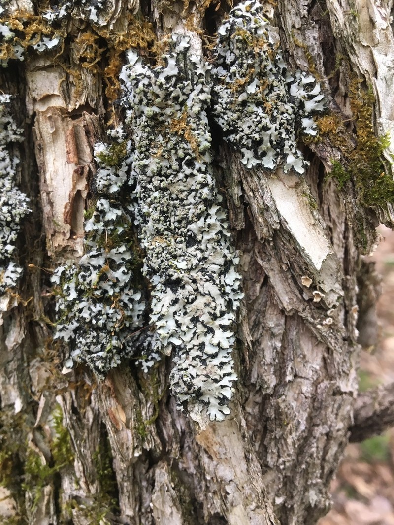 Hispid Wreath Lichen photo 3