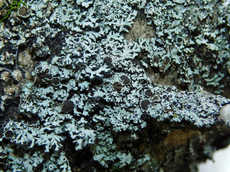 Hispid Wreath Lichen photo 4