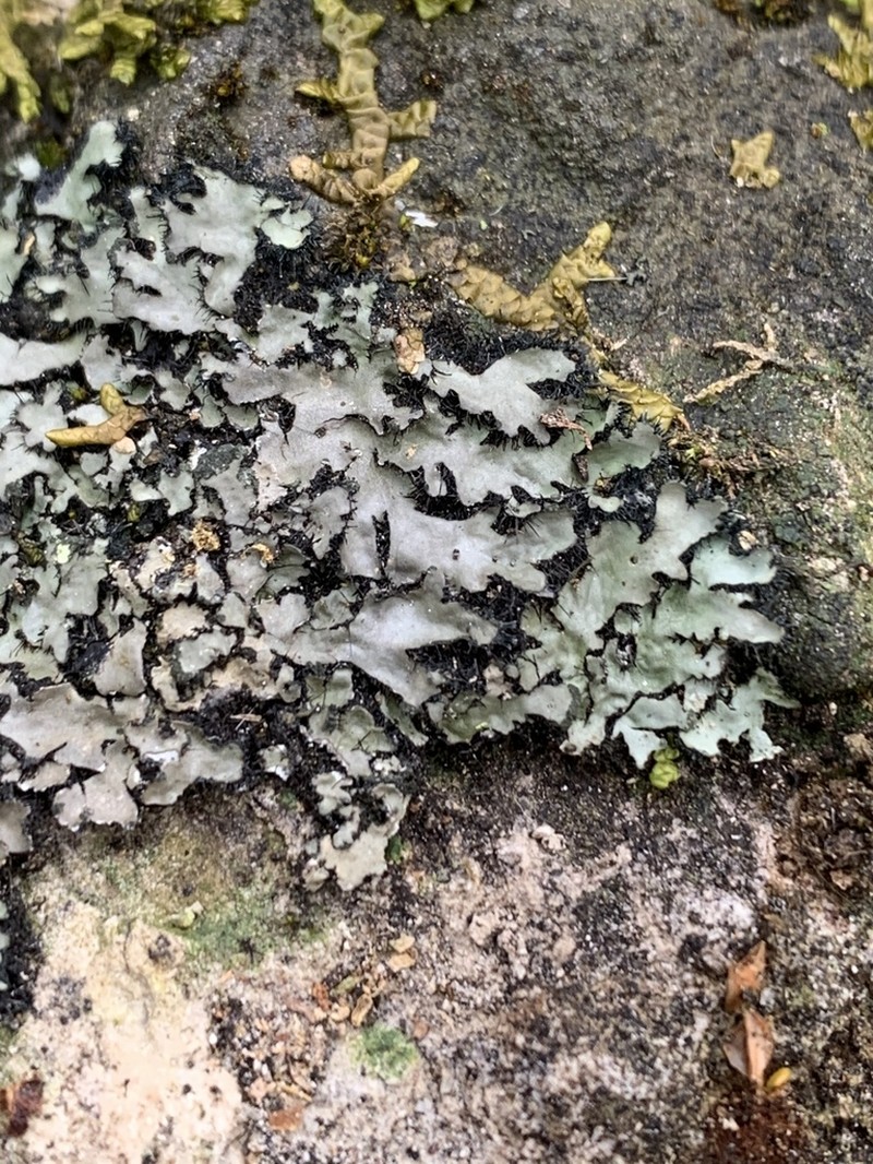 Hispid Wreath Lichen photo 5