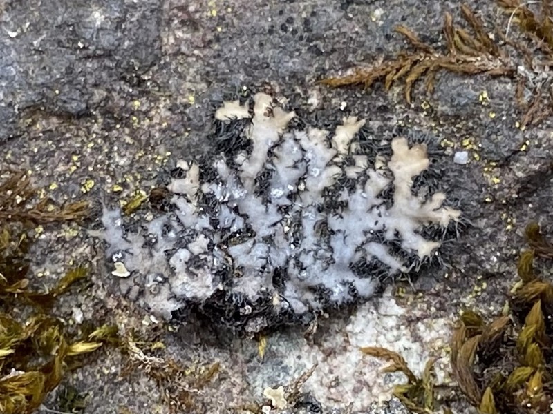 Hispid Wreath Lichen photo 6