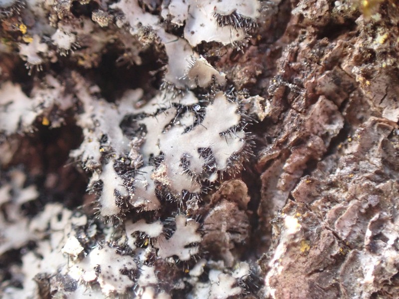 Hispid Wreath Lichen photo 7