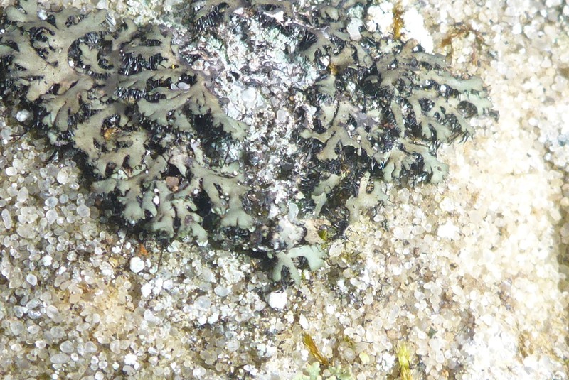 Hispid Wreath Lichen photo 8
