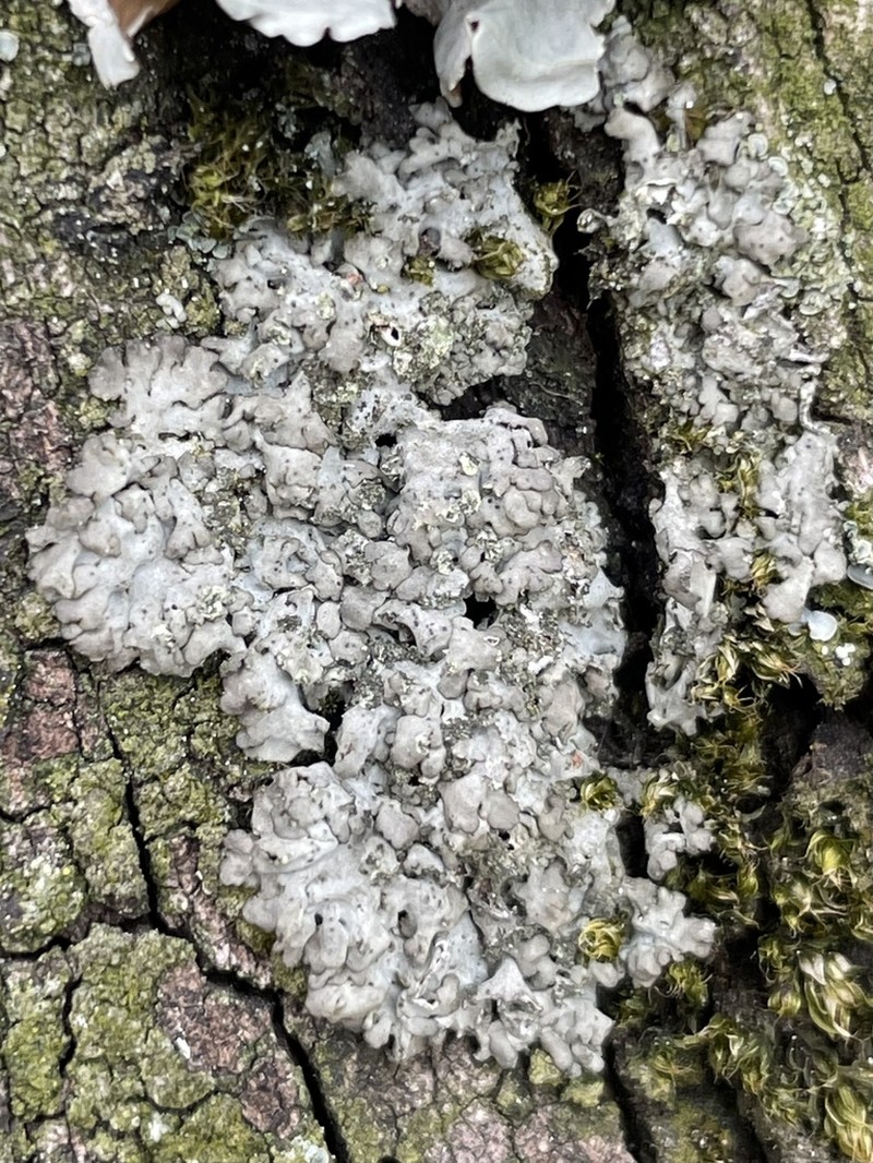 Wreath Lichen