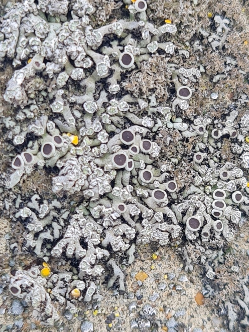 Wreath Lichen photo 2