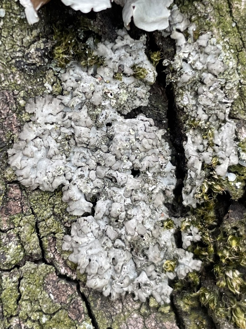 Wreath Lichen photo 5