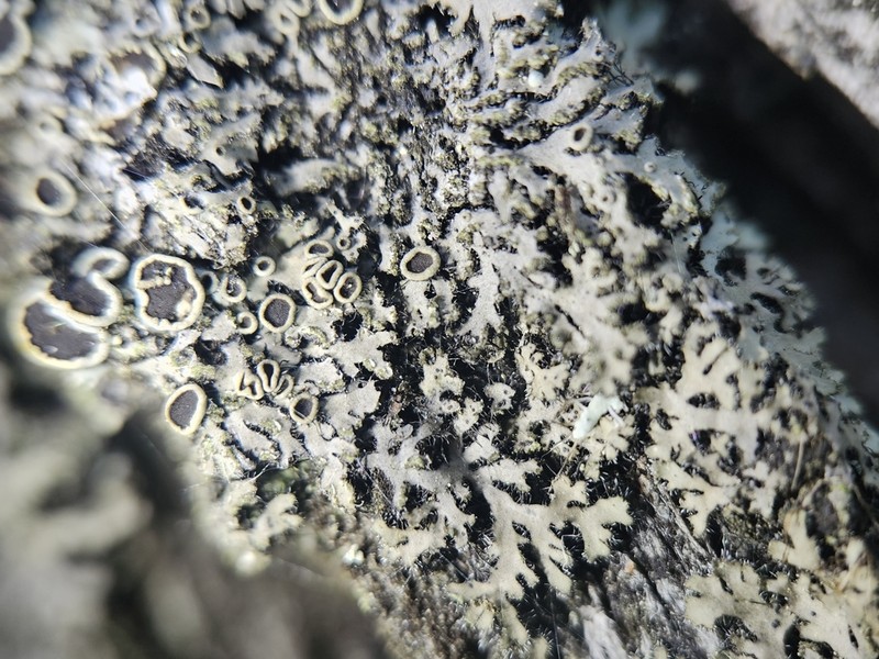 Kihlman's Wreath Lichen