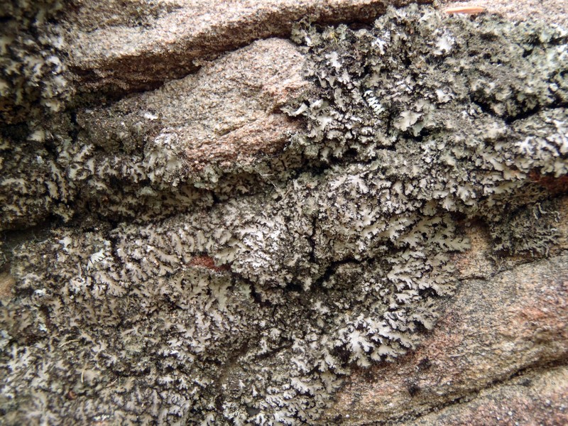 Kihlman's Wreath Lichen photo 2